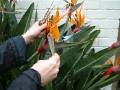 Strelitzia Trim 